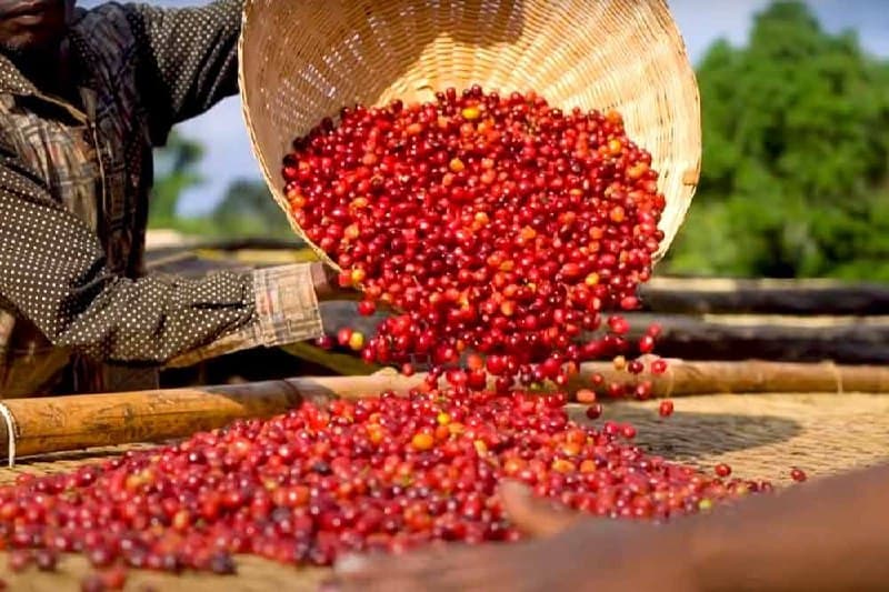 ☕️ 1 ዩሮ ወደ 11.20 ዩሮ ፦ አውሮፓ እሴት ባልተጨመረበት ቡና የምታገኘው ግዙፍ ትርፍ !